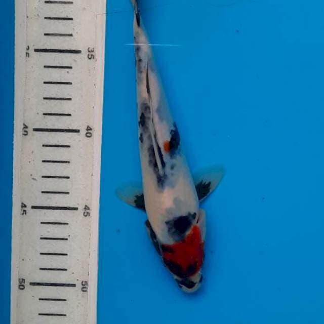 Tancho showa 21cm