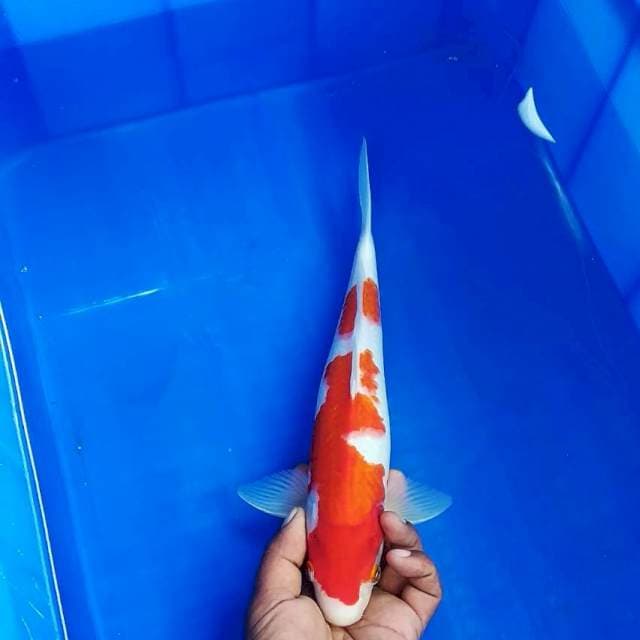 Kohaku 32cm