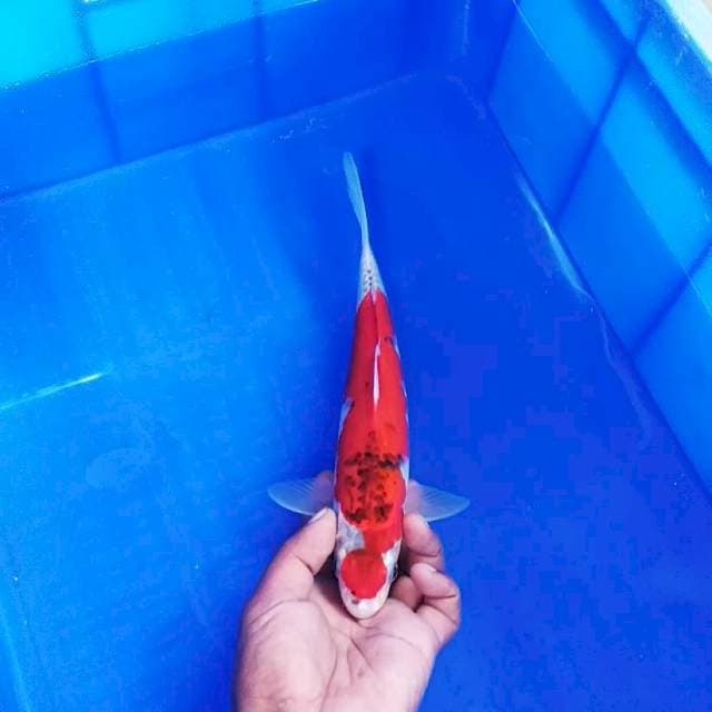 Maruten gosiki 27cm
