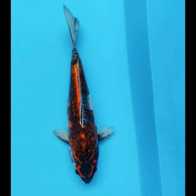 Antik#1 26cm male