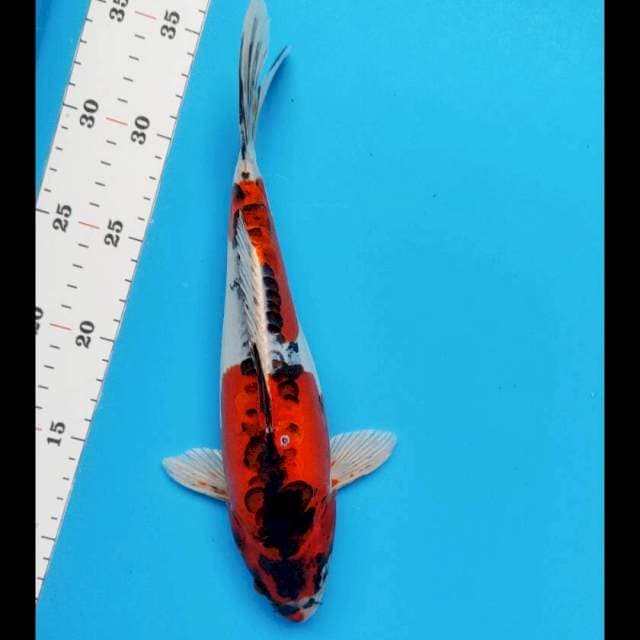 Antik#4 29cm male