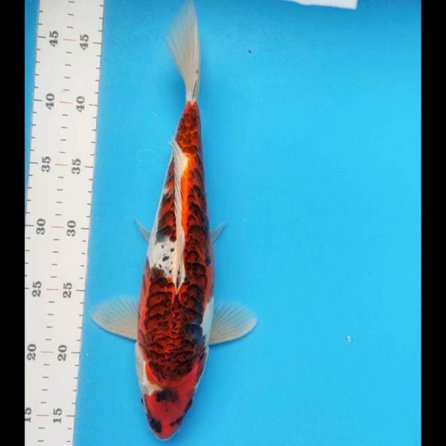 Antik#5 33cm male