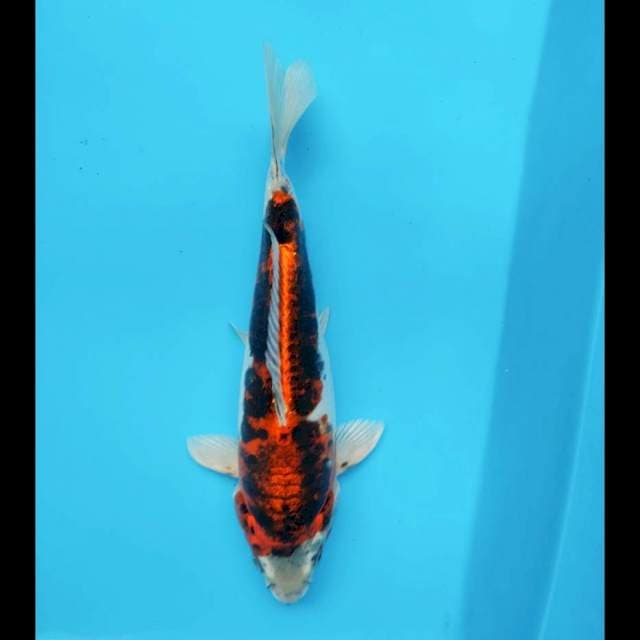Antik#6 26cm male