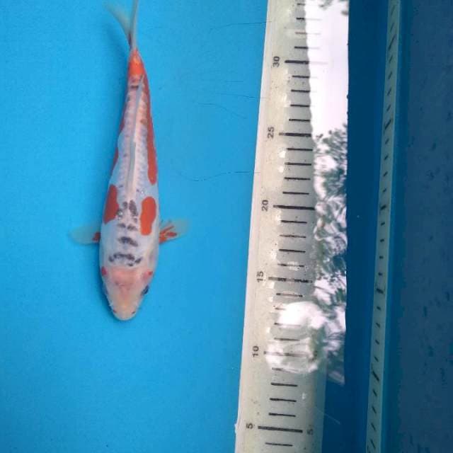 Sushui 22cm