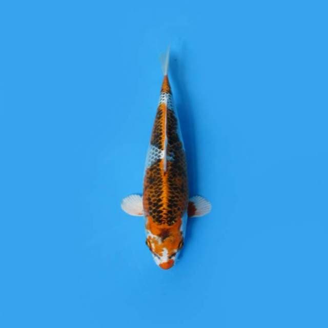 20CM - Kujaku