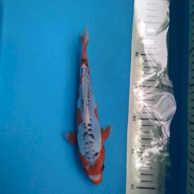 Sushui 22cm