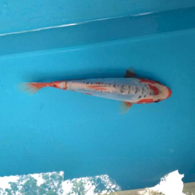 Sushui 20cm