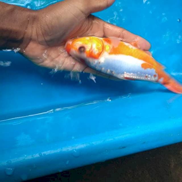 Sushui 20cm