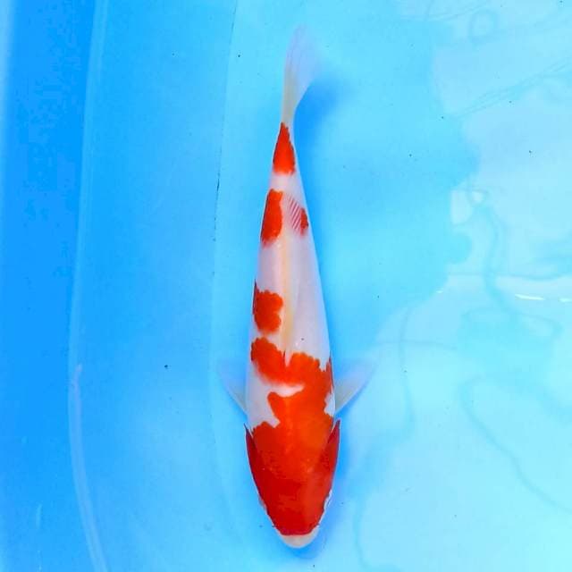 Kohaku 20 cm
