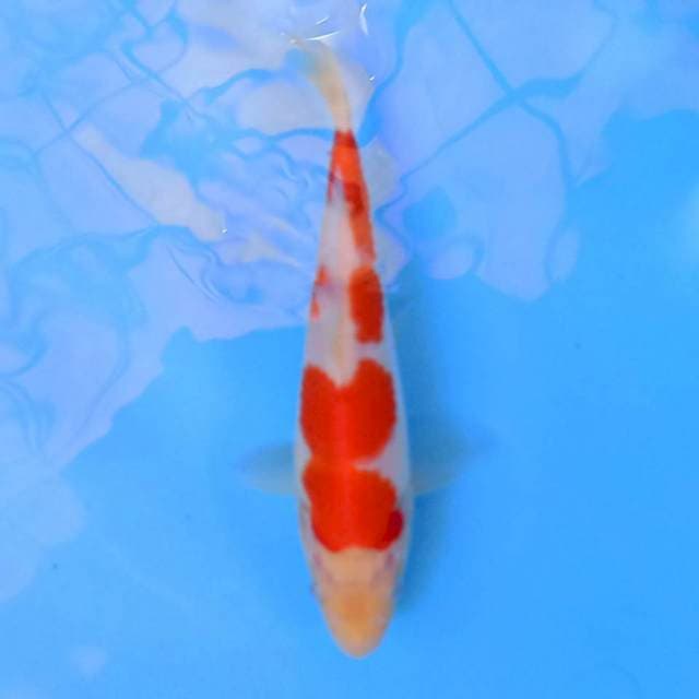 Kohaku 20 cm
