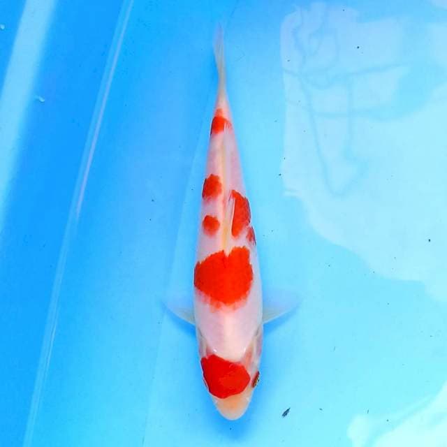 Kohaku 20 cm