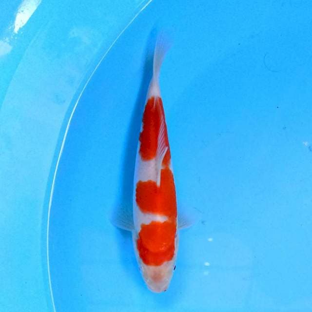 Kohaku 19 cm