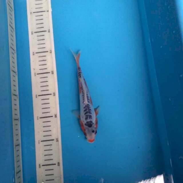 Sushui 20cm