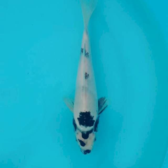 Indukan GKK 60cm nisai