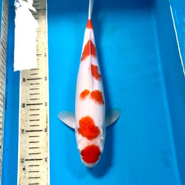 Kohaku, 33 cm