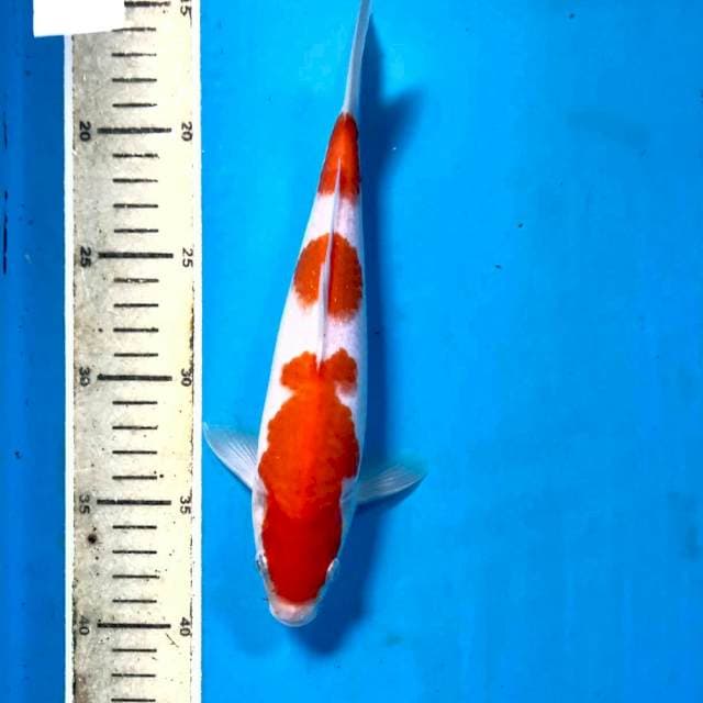 Kohaku, 24 cm