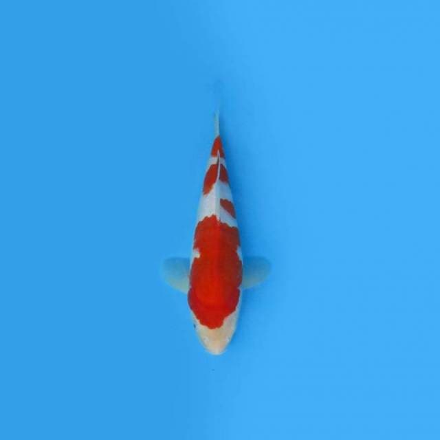 29CM - Kohaku
