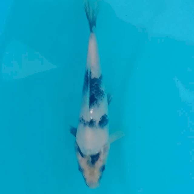 Indukan shiro GKK 60cm nisai