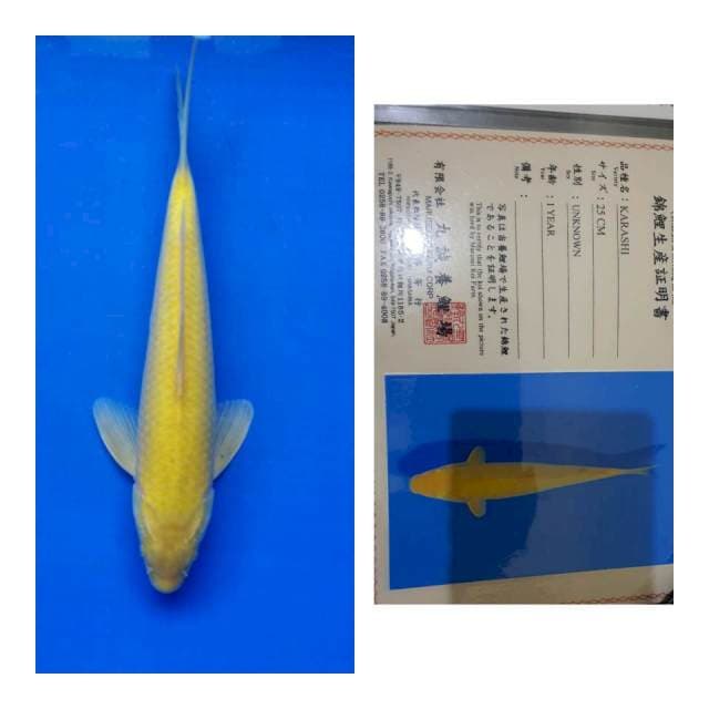 Karashi marusei