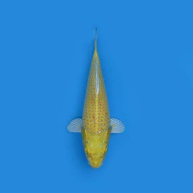 BKS ( OGON 31 CM )