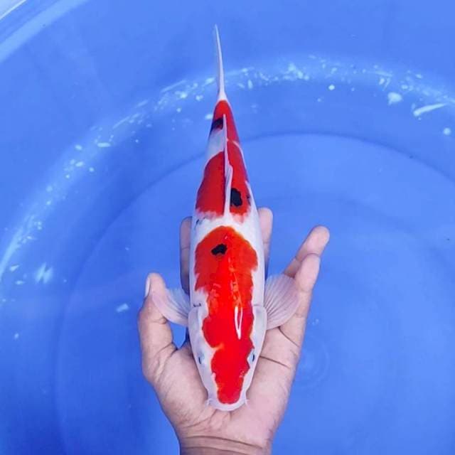 4. Sanke 2 Step || 31 cm || Jantan