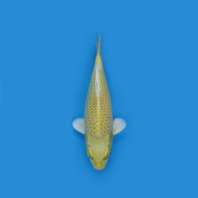 BKS (OGON 30 CM )