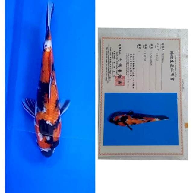 Showa Inport serti Marusei