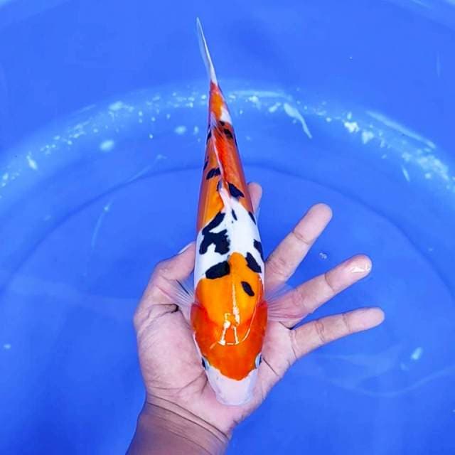 5. Sanke Doitsu || 28 cm