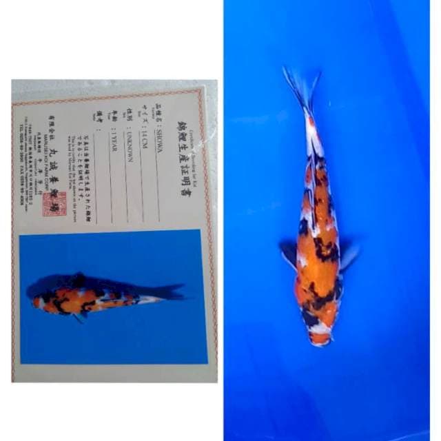 Showa marusei