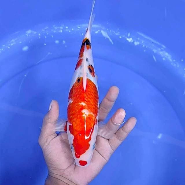 6. Sanke || 27 cm