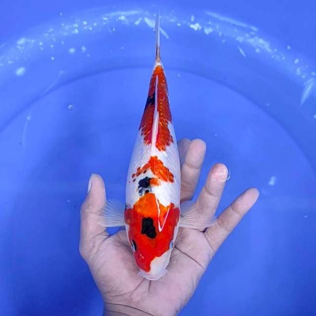9. Sanke || 27 cm || Jantan