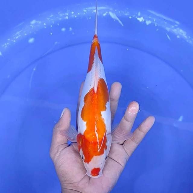 11. Kohaku Doitsu || 26 cm || Jantan