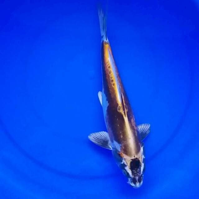 GOLD KIKOKURYU ANTIQUE 32CM...๐๐ป
