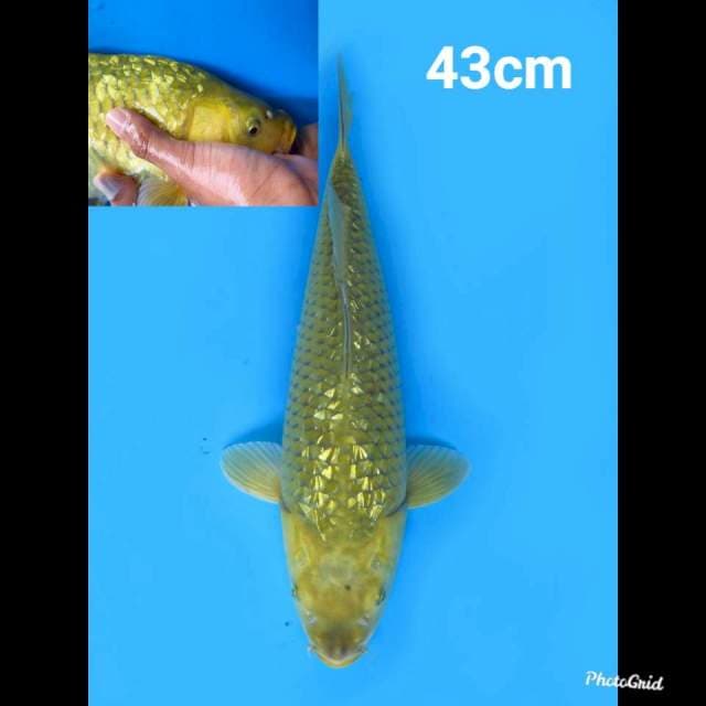 43cm Male , Midori Jumbo Full Ginrin