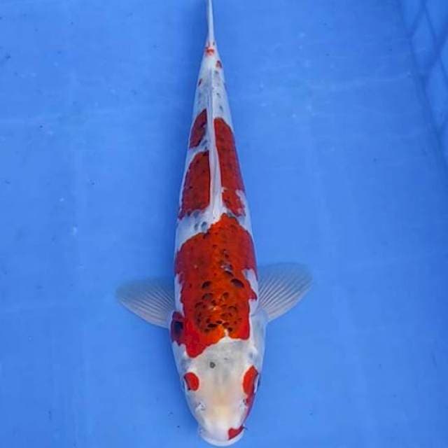 Goshiki 38cm