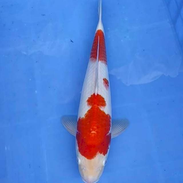 Kohaku 37cm