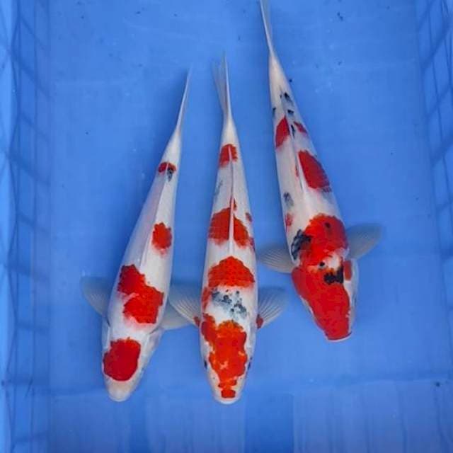 Paket 3ek 32,33,34cm