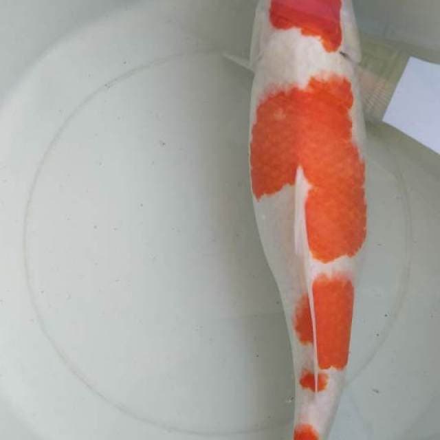 Kohaku 40 up