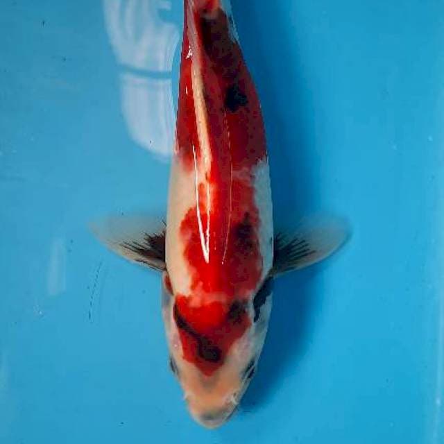 Showa prospek bahan keep 20bu