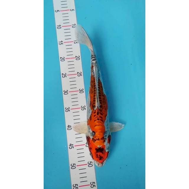 kiko inazuma 38 cm