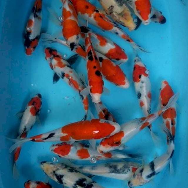 Mix sanke, Showa, Shiro 20 ekor 20-25cm grade A