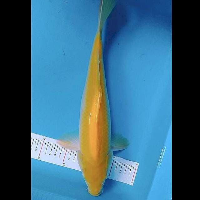 Karasi 40cm
