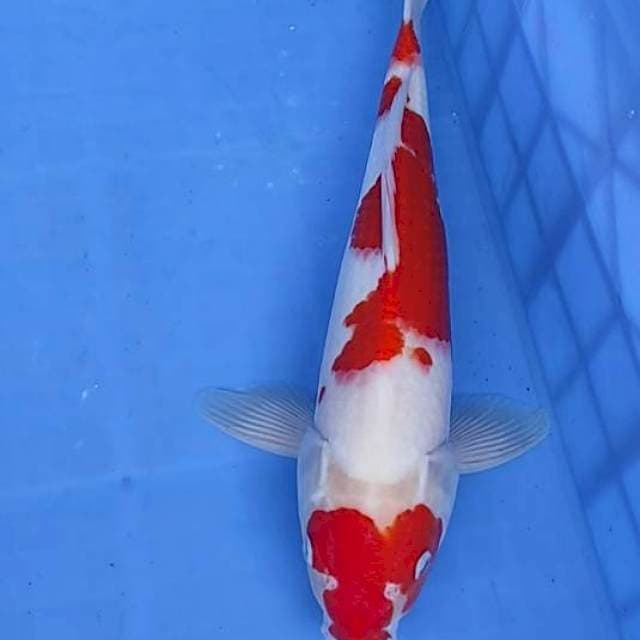 Kohaku 36cm