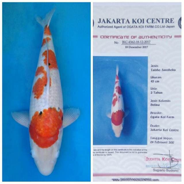 Ogata Jumbo Sanke