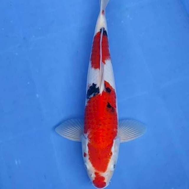 Sanke 35cm