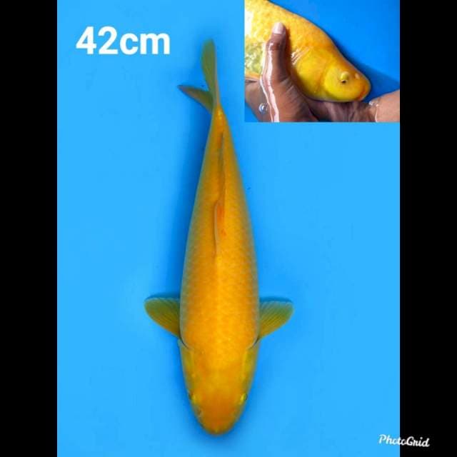 42cm fml , Jumbo Karashi
