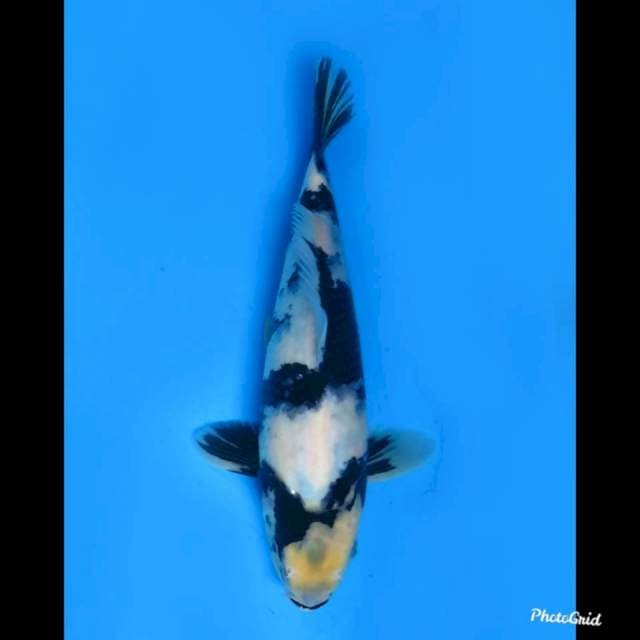 30cm male , Shiro Tategoi ๐