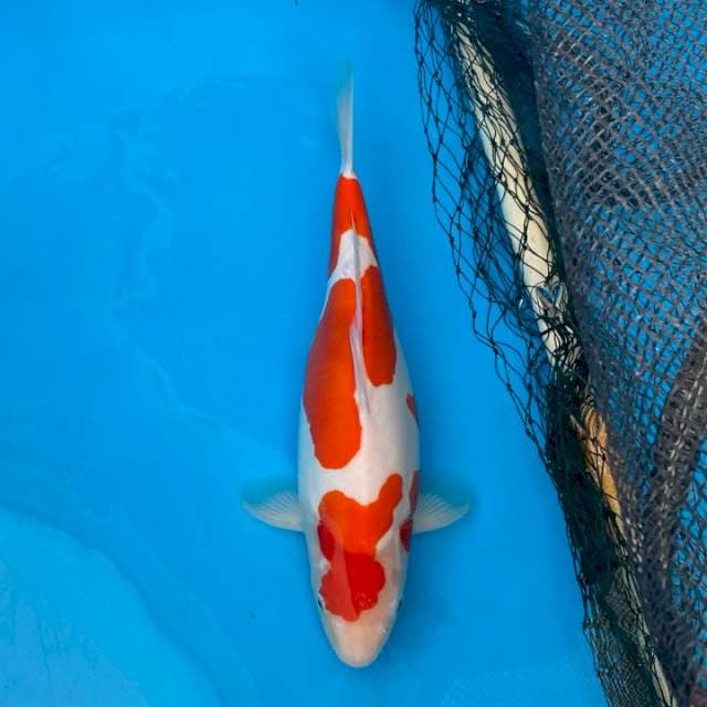 Doitsu mulus female