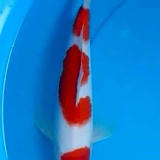Original 3step Kohaku HQ