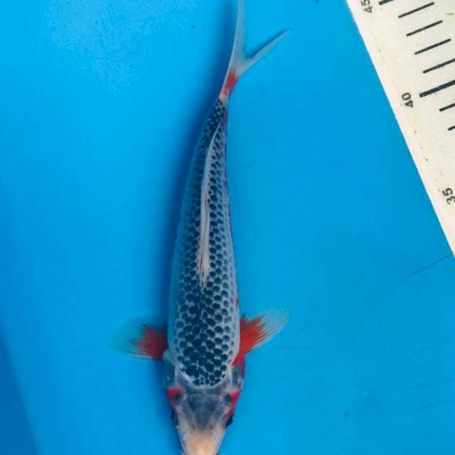 Asagi HQ, 21cm